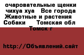 очаровательные щенки чихуа-хуа - Все города Животные и растения » Собаки   . Томская обл.,Томск г.